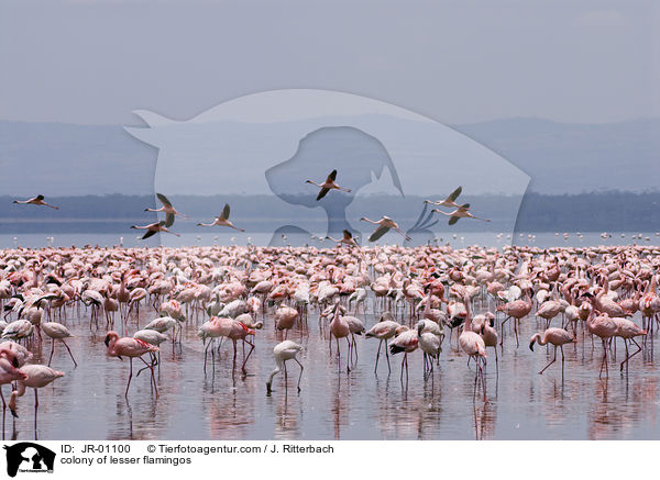 colonyof lesser flamingos / JR-01100